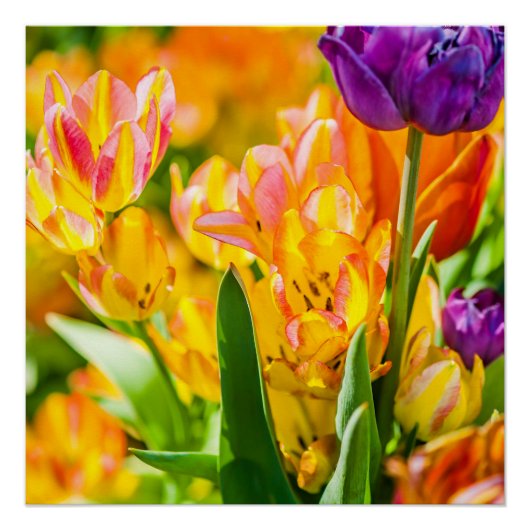 Poster Tulipes Enchanter 01 (Devant)