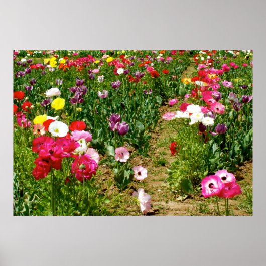 Poster Tulipes et Poppies (Devant)