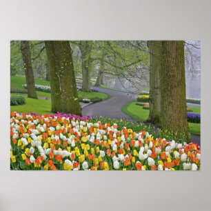 Poster Tulipes et route, Jardins de Keukenhof, Lisse,