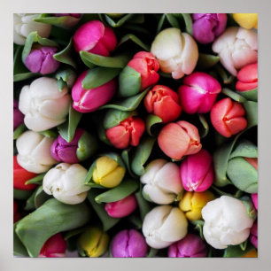 Poster Tulipes Fleurs colorées Printemps de Pâques