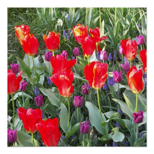 Poster Tulipes Fleurs Fleurs Fleurs Aimer Destiny Douche (Devant)