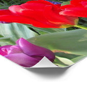 Poster Tulipes Fleurs Fleurs Fleurs Aimer Destiny Douche (Coin)