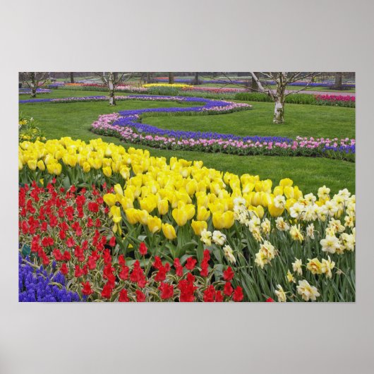 Poster Tulipes, Hyacinthe du raisin et Daffodiles, (Devant)