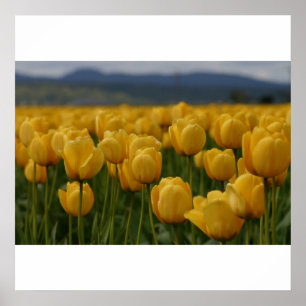 Poster Tulipes jaunes