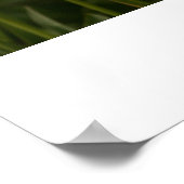 Poster Tulipes jaunes (Coin)