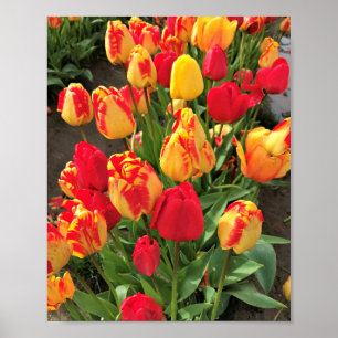 Poster Tulipes jaunes et rouges