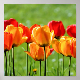 Poster Tulipes Jaunes Et Rouges