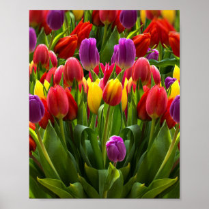 Poster Tulipes lumineuses