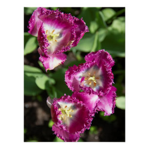 Poster Tulipes mignonnes pourpres dans le jardin
