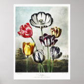 Poster Tulipes multicolores de style Régence lunatique (Devant)