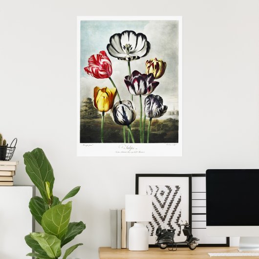 Poster Tulipes multicolores de style Régence lunatique (Bureau à domicile)