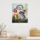 Poster Tulipes multicolores de style Régence lunatique (Cuisine)