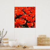 Poster Tulipes orange (Cuisine)