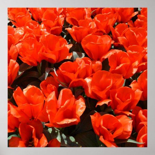Poster Tulipes orange (Devant)