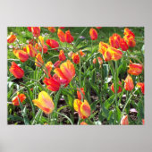 Poster Tulipes orange (Devant)