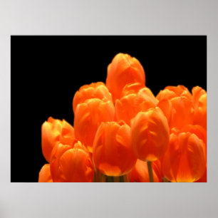 Poster Tulipes orange