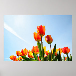 Poster Tulipes orange et rouge vues d'en bas