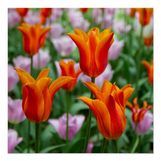 Poster Tulipes orange vif dans le parc (Devant)