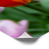 Poster Tulipes orange vif dans le parc (Coin)