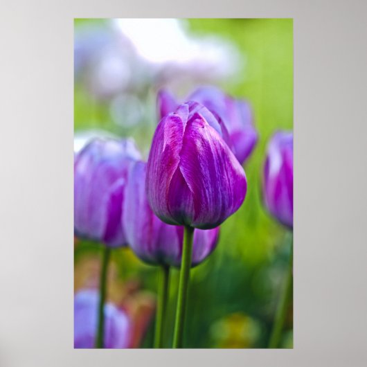 Poster Tulipes pourpres (Devant)