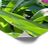 Poster Tulipes pourpres (Coin)