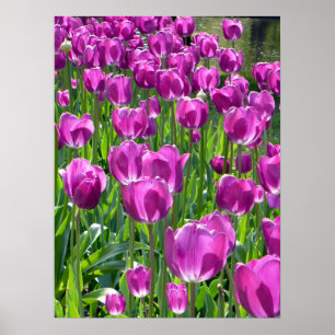 Poster Tulipes pourpres