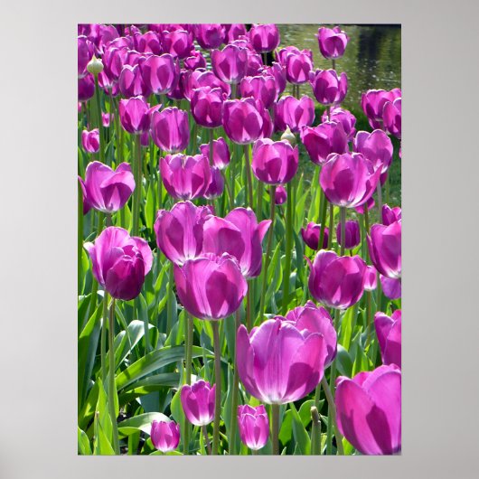 Poster Tulipes pourpres (Devant)