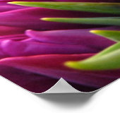 Poster Tulipes pourpres (Coin)