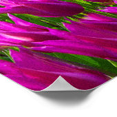 Poster Tulipes pourpres Keukenhof Holland Small (Coin)