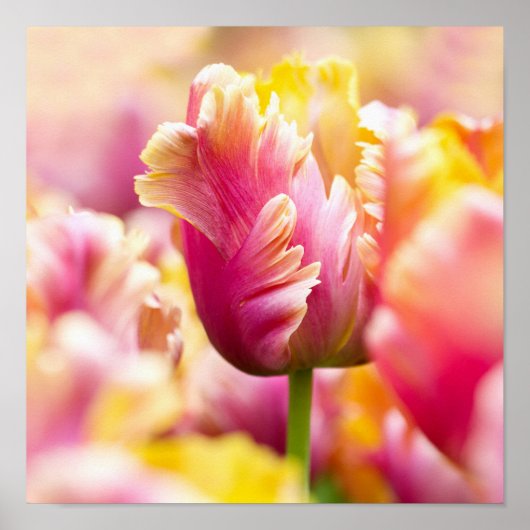 Poster Tulipes proches (Devant)