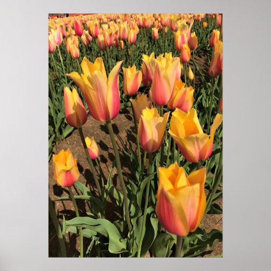 Poster Tulipes rose et jaune (Devant)