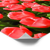 Poster Tulipes rose foncé (Coin)