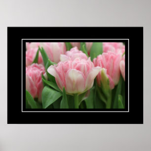 Poster Tulipes roses