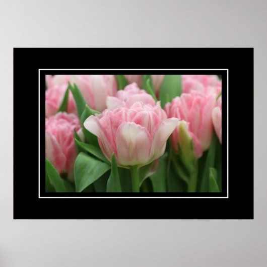Poster Tulipes roses (Devant)