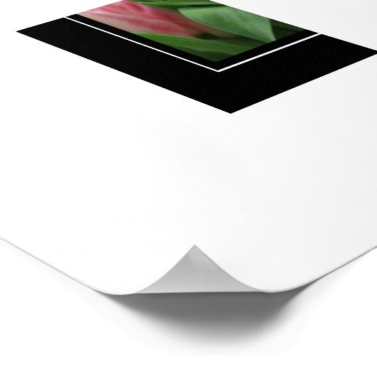 Poster Tulipes roses (Coin)