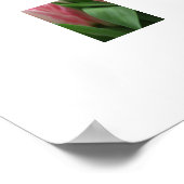 Poster Tulipes roses (Coin)