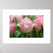 Poster Tulipes roses (Devant)