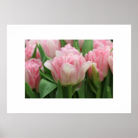 Poster Tulipes roses (Devant)