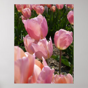 Poster Tulipes roses