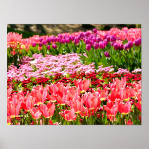 Poster Tulipes roses