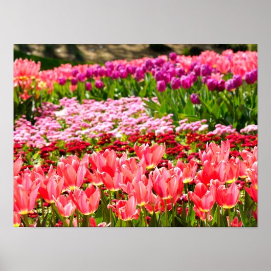 Poster Tulipes roses (Devant)