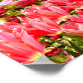 Poster Tulipes roses (Coin)