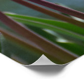 Poster Tulipes roses (Coin)