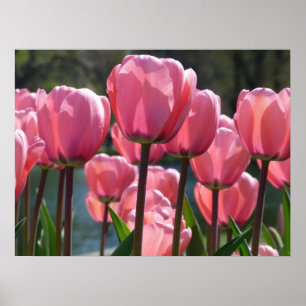 Poster Tulipes roses