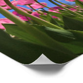 Poster Tulipes roses (Coin)
