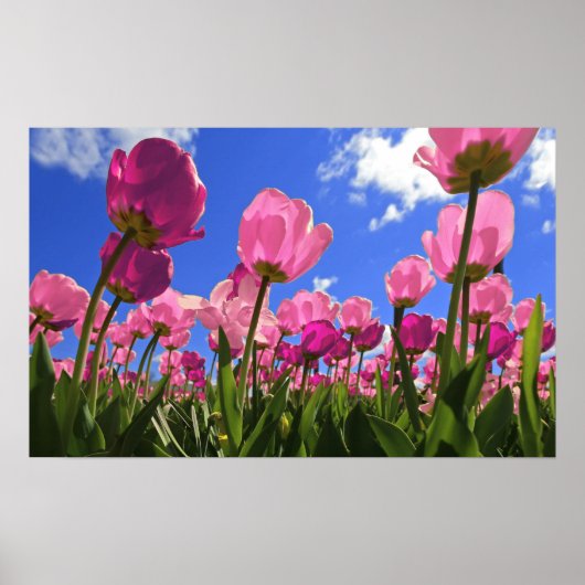 Poster Tulipes roses (Devant)