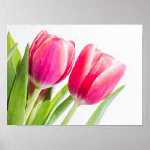 Poster Tulipes roses avec Feuille vert photo