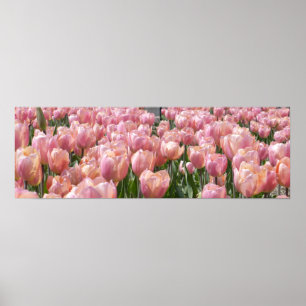 Poster Tulipes roses baisées au soleil