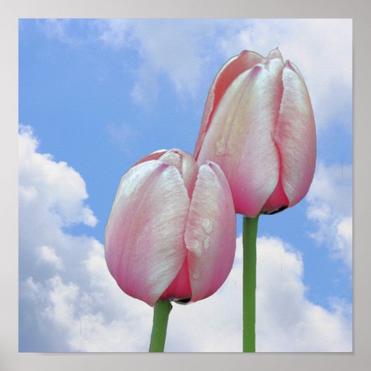 Poster Tulipes Roses Ciel Bleu Et Nuages Blancs (Devant)