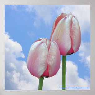 Poster Tulipes roses Ciel bleu Nature Florale Imprimer
